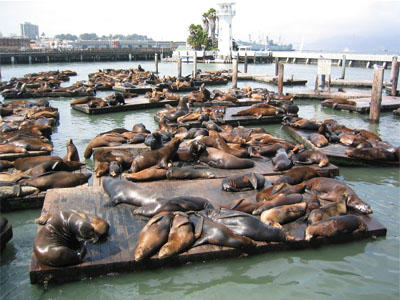 Fisherman's Wharf
